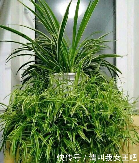 养这4种花，春天一定要“理发”，才会越长越旺，看看你家有吗！