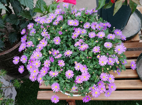 矮牵牛|6种“开花机器”,皮实好养价格便宜,盆盆能开100朵,值得拥有