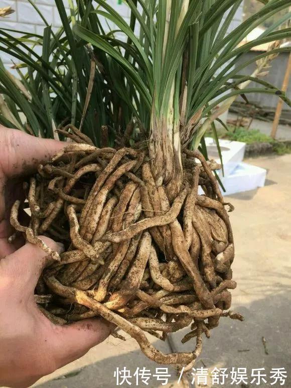 腐叶土|3种“碎渣渣”,是养花的好材料,掺土里花儿蹭蹭长,开爆盆!