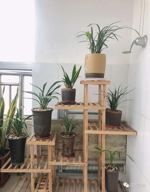 盆栽养花，花也养人，家里有老人小孩，多养这三种花！