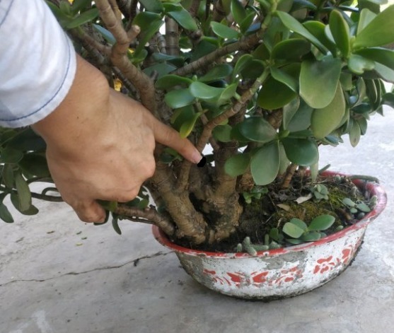 蟹爪兰|长寿花换盆，切忌越换越大，一直用小盆养才好！
