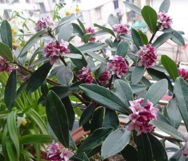 谁见了都喜欢的4种花,开花又大又艳,比牡丹美,比绿萝好养