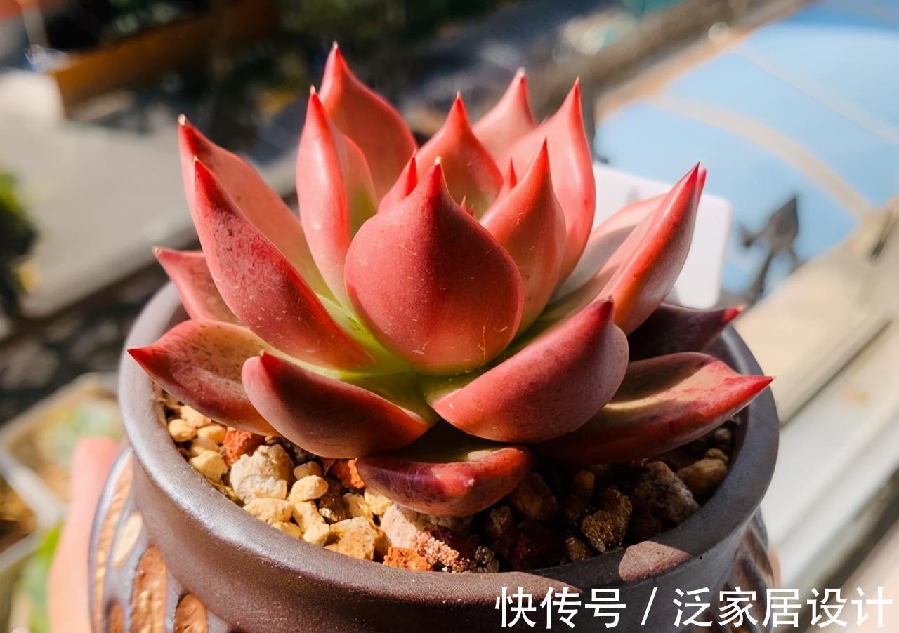 颜值|东云系出品皆是精品,多肉红颜蜜语,名字好听颜值高,不容错过