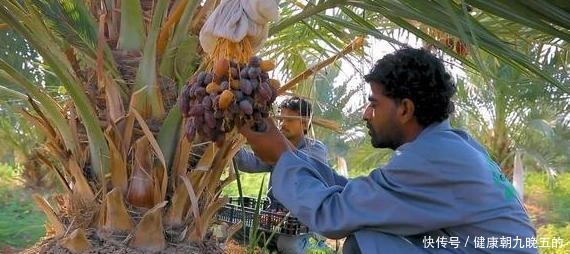 此种果树不怕寒冷,最适合冬春育苗,当盆栽观赏价值不比花草差!