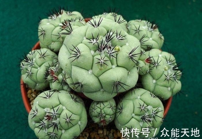 m帝王丸, 霸气的仙人球, 你想养一颗吗?