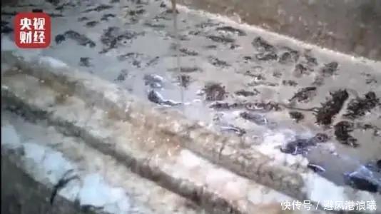 315晚会已经曝光,海参并不能抗癌,真正防癌抗癌的是它