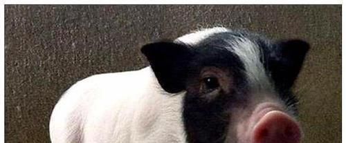 刘彻|古代猪的地位有多高？看看汉武帝刘彻的小名就知道了