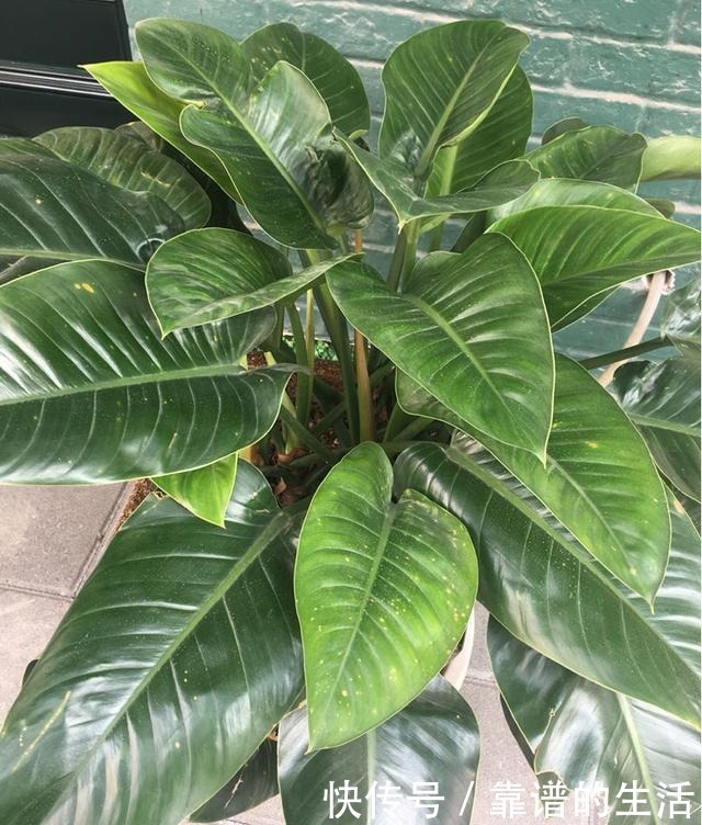 “10种”耐阴花,北阳台也能开花,现在养正是好时候!