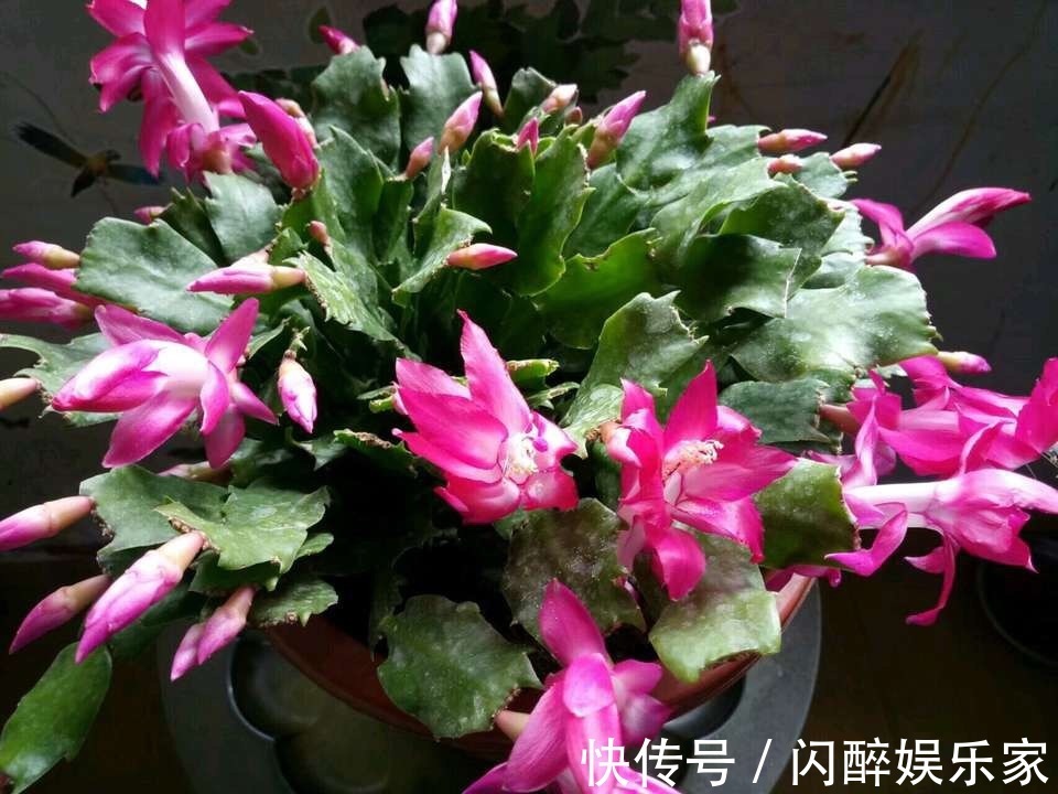 有机肥|让蟹爪兰多开花现在就得“多出芽”,教你做“3步”,能开100朵