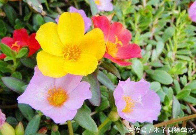 4种花很耐养,沾土就能活,四季开花,花色多,一盆能养一辈子!