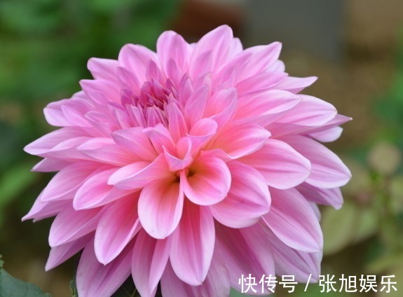 大丽花|此花外形奇特品种极多,花姿优雅霸气傲然,是寿比南山的好寓意