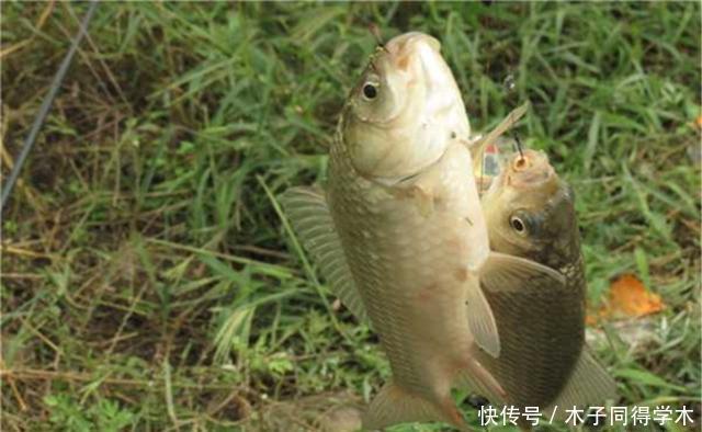 双钩|野钓调漂不用纠结，可以只用这一种方法，适合各种钓场和鱼情