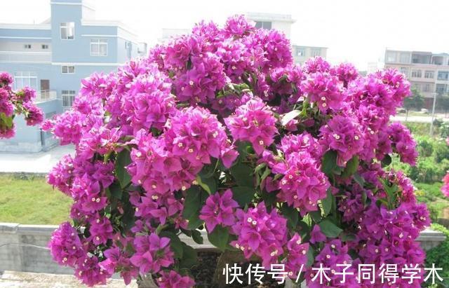 黄叶|栀子花三角梅,十有八九养不好?3个技巧,养成“花大树”