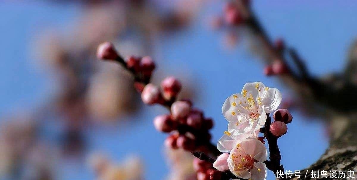 宋诗#这首宋诗脍炙人口,其中一句被误解太深,诗人访友不成写下绝唱!