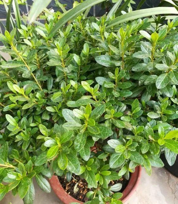 蟹爪兰|长寿花换盆，切忌越换越大，一直用小盆养才好！