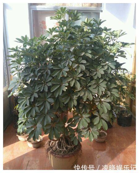 7种漂亮花，寿命长，颜值高，好养活，客厅养一盆，活了几十年