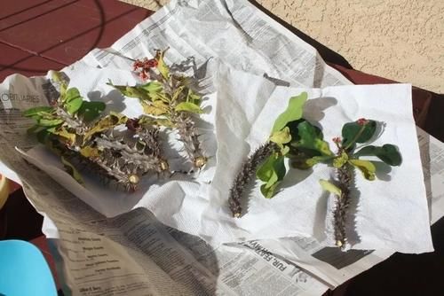 适合叶插或茎插的7种多肉植物，养护要耐心，幼苗长得慢