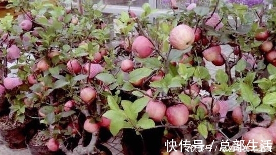 气候变化|烦养花种草就盆栽这2款果树，开花漂亮、结果美味
