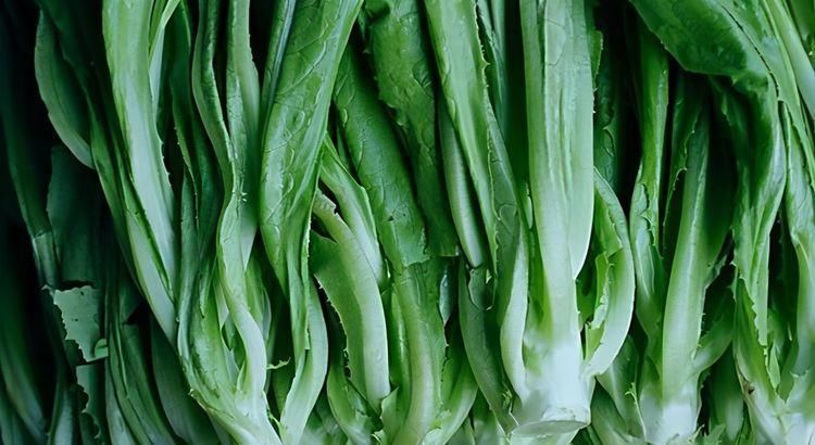 油麦菜|聪明人最爱吃3种食物,淡化皱纹、延缓衰老,好吃又健康!