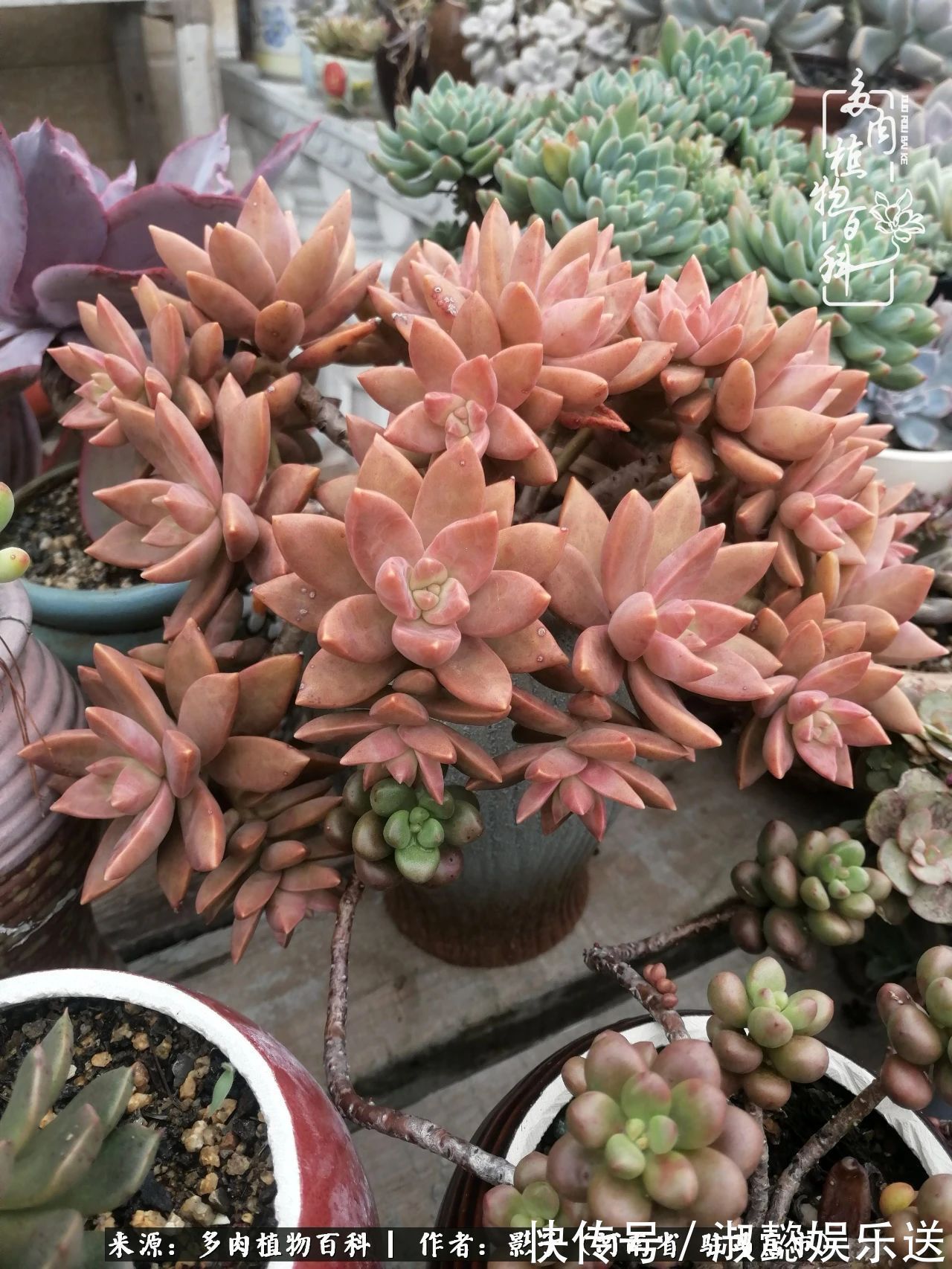 漂亮|被风雨洗礼的多肉越来越漂亮了,忍不住又往坑里跳!