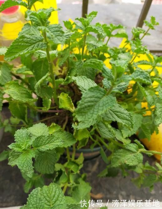 3种丑陋的花，很多人不愿养，可懂花的人都会养，难怪家庭更好了