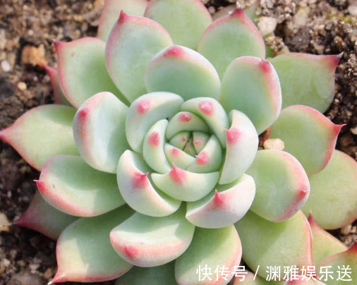 冬天|多肉吉娃莲如何养教你3个小妙招，养出鲜艳饱满有光泽的吉娃莲