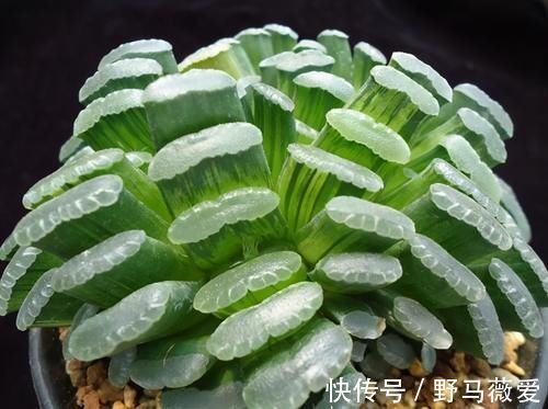 这4类多肉植物，终将被淘汰，因为价格实在太贵！