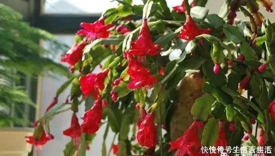 茉莉花|7种爱“喝醋”的花草,浇水时加点“醋”,根壮叶绿、不怕黄叶