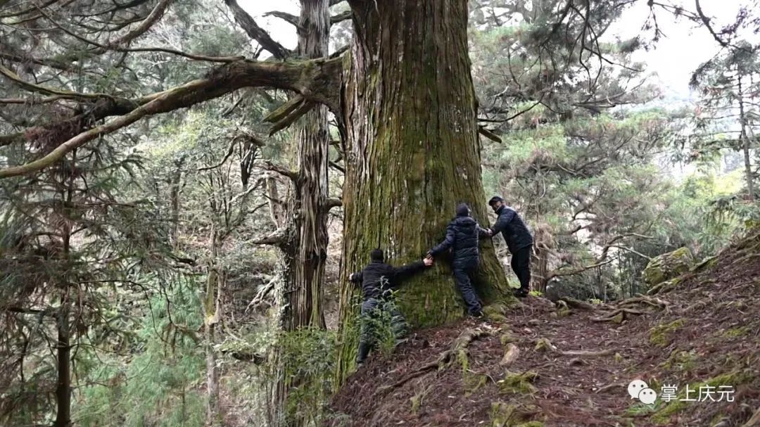 百山祖镇三堆村：传承生态文明 守住绿色乡愁