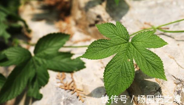 农村|农村随处可见的拉拉秧,不止身上长满了刺,这些用途你也要知晓