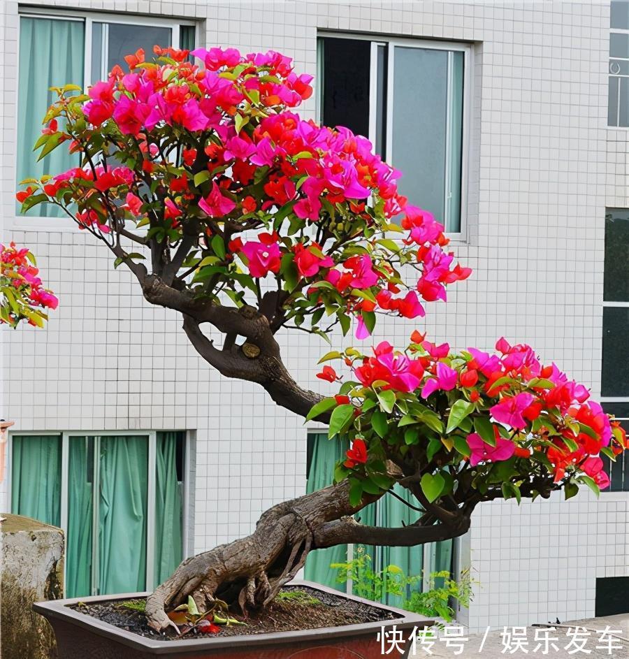 造型|4种“便宜花”，多修剪少浇水，养成高价盆景，价格翻倍