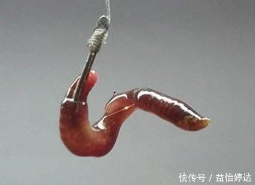 户外野钓,到底拿什么来钓鱼,才能钓得到,钓的多