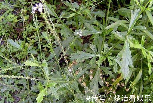 青霉素|农村的“神圣之花”,清热解毒,消炎功效和青霉素雷同,你认识吗