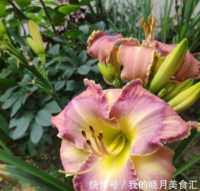 此种花开花惊艳,耐寒又耐热还特别好养,种的人却很少