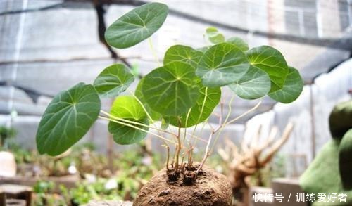 5种少见的多肉品种,个顶个的价格贵,不是多肉爱好者见都没见过!