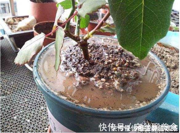 花盆土太硬？1种“松土水”，浇3回就“松软”，省得换盆了！