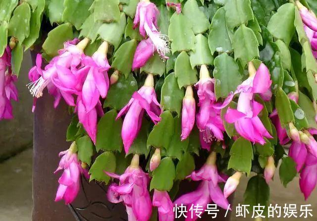 冬天蟹爪兰疯长很简单,注意这3点,整个冬季嗖嗖开花