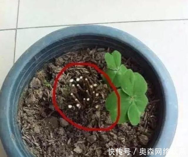 春剪|文竹快速“长爆盆”有秘诀，关键要“春剪”，蹭蹭冒出“小笋芽”