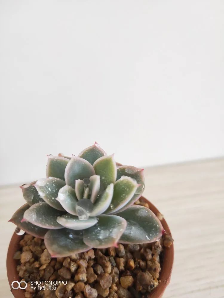 状态一般的多肉们，在我这儿已经是最美的存在了！