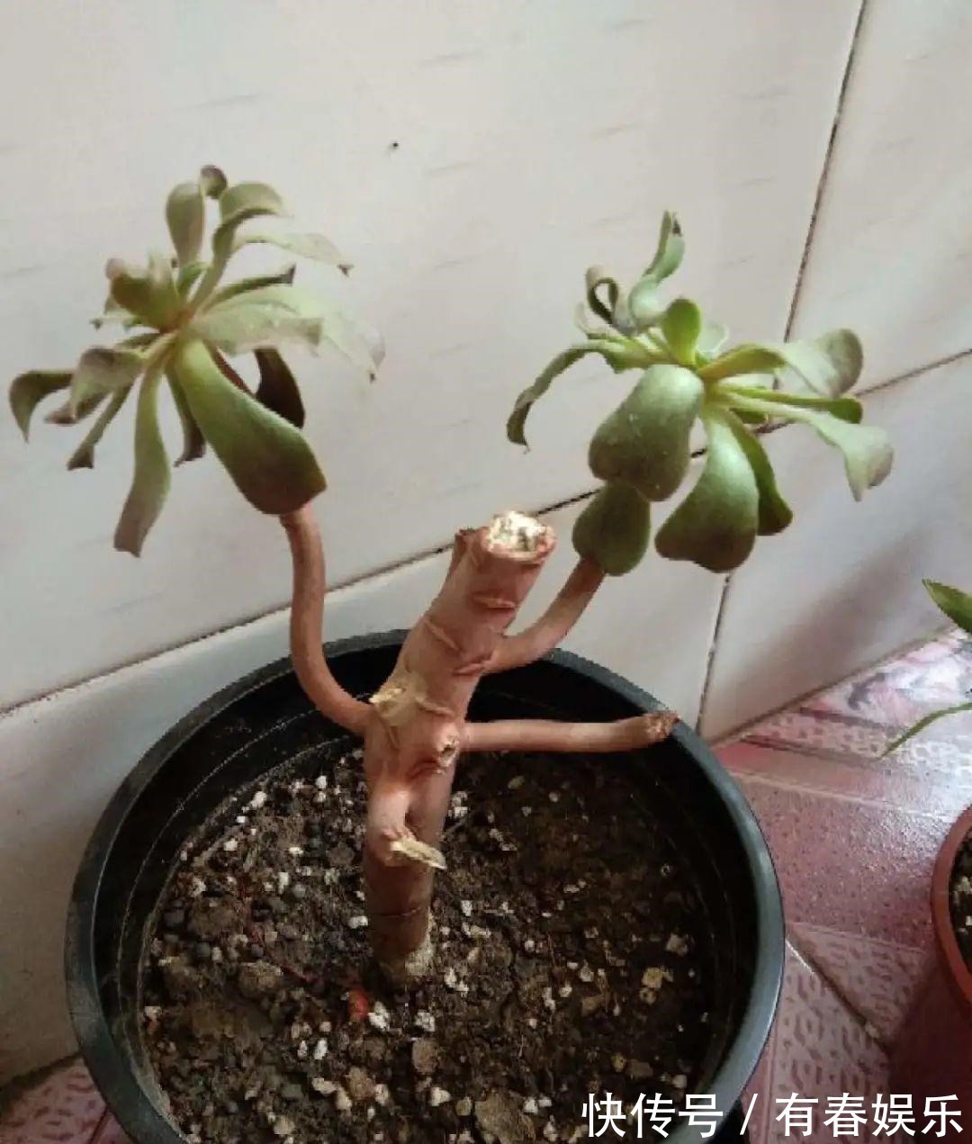 玛格丽特|现在养花要重剪,剃光头,撸光叶,越狠越爆盆