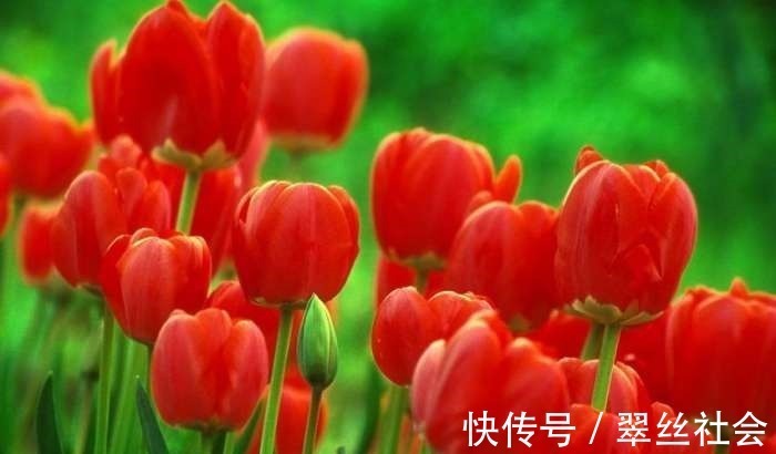 上联@千古绝对! 上联 “花有重开日”, 下联太经典了!