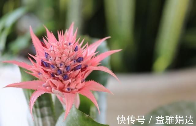 “生根剂”不用买，这2种家家都有，老花匠自己做生根快效果更好