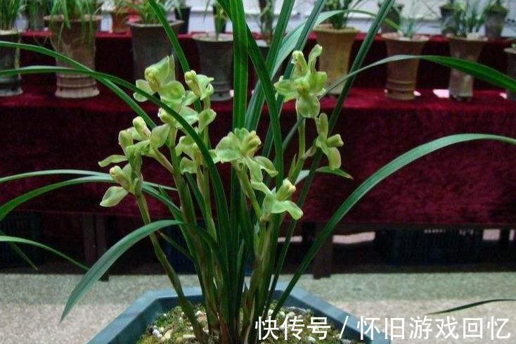 卧室养花有讲究，4种花一定不能养，不然后悔就晚啦