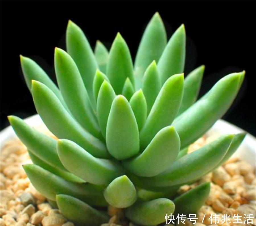 杆子|千佛手养护有2怕,难怪叶片干瘪杆子歪,学会了饱满晶莹端正挺拔