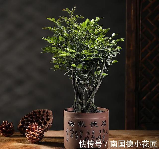 家里的花别乱送人,尤其这几种,“镇宅”又“旺财”你家里有吗?