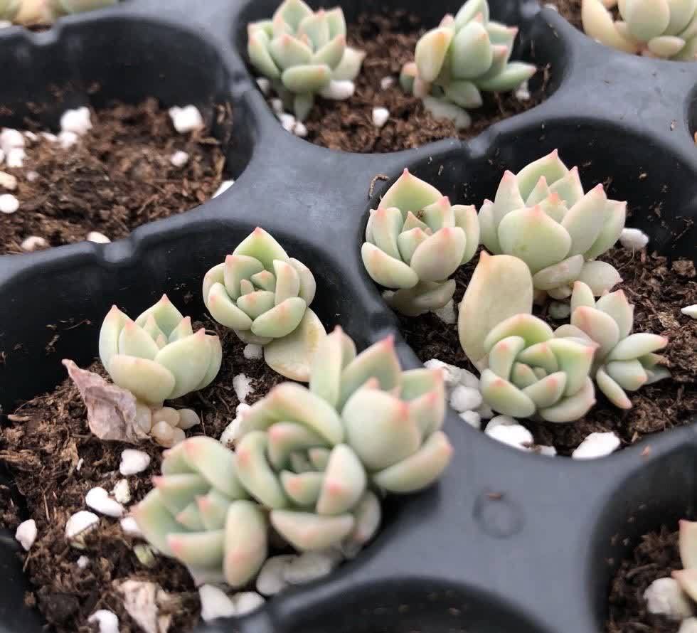 多肉|五月六月别忘了“叶插多肉”,生根快长得快,又萌又多成功率高