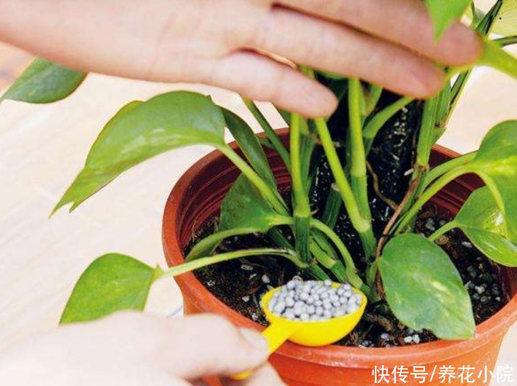 花卉|夏天养花有“3忌”，做错一样，不是烂根就黄叶，难熬过夏天