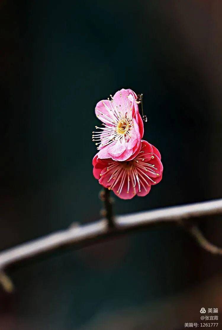 红梅赞|寒冬里的那抹亮色：趵突泉的梅花开了