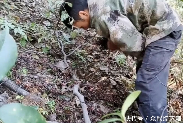  本来|奇闻：本来是来挖冬笋的，却发现了“万寿果”，大叔捡了两袋子