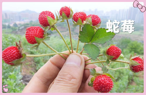 果子|小时候常吃的12种“野果子”,现在很少见了,吃过的年龄不小了